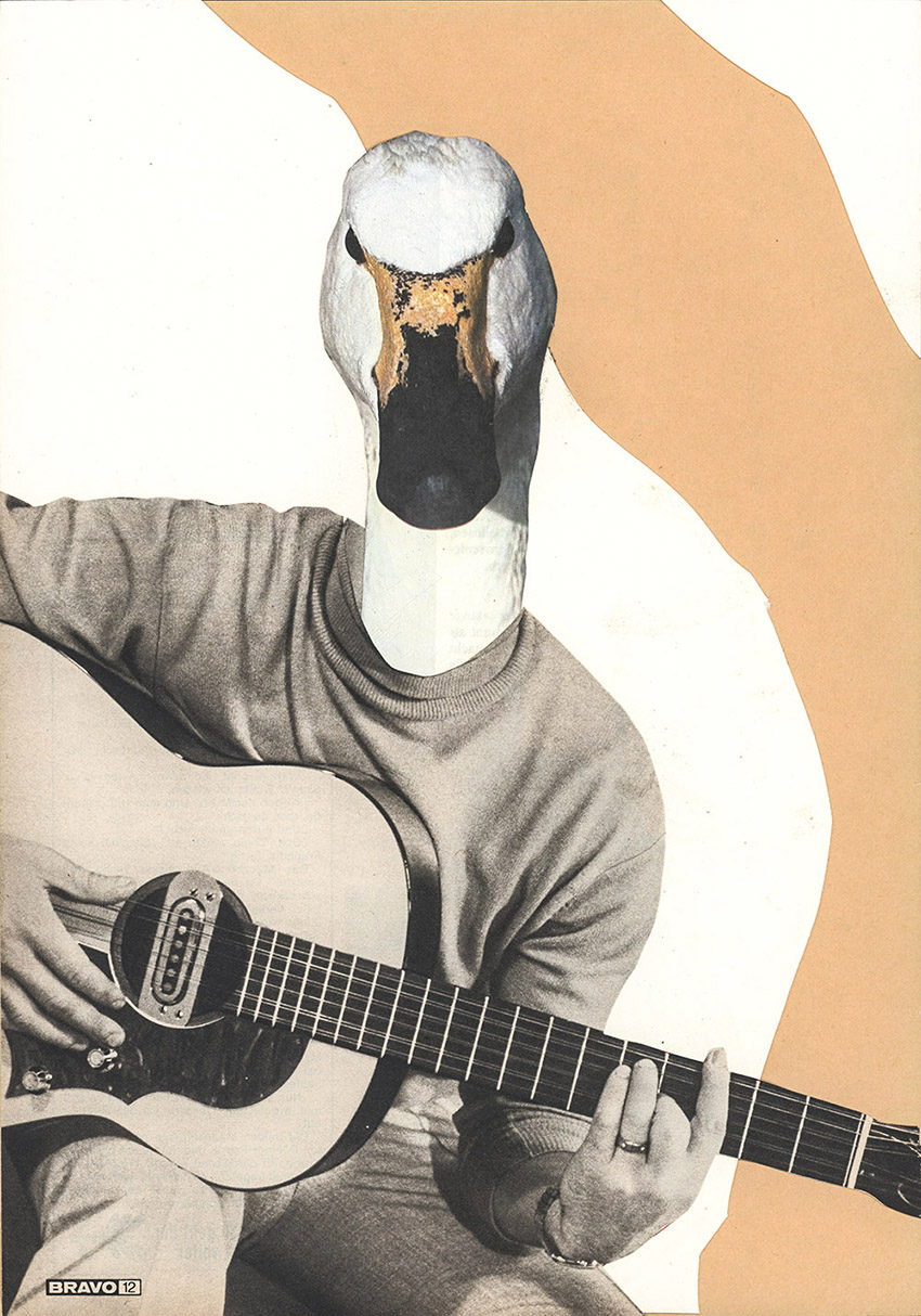Schwan spielt Musik mit Gitarre - original Tiere mit Klamotten, Kleidung, Anzug und Hosen Foto Collagen von Markus Wuelbern