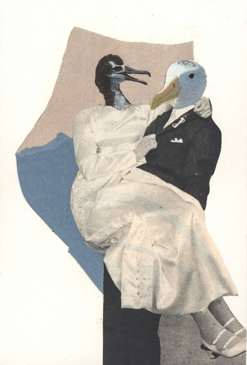 Albatross trägt seine junge Vogel Braut über die Türschwelle wie es Brauch ist - original Tiere mit Klamotten, Kleidung und Hosen Foto Collage von Markus Wuelbern (Wülbern) mit Holzrahmen